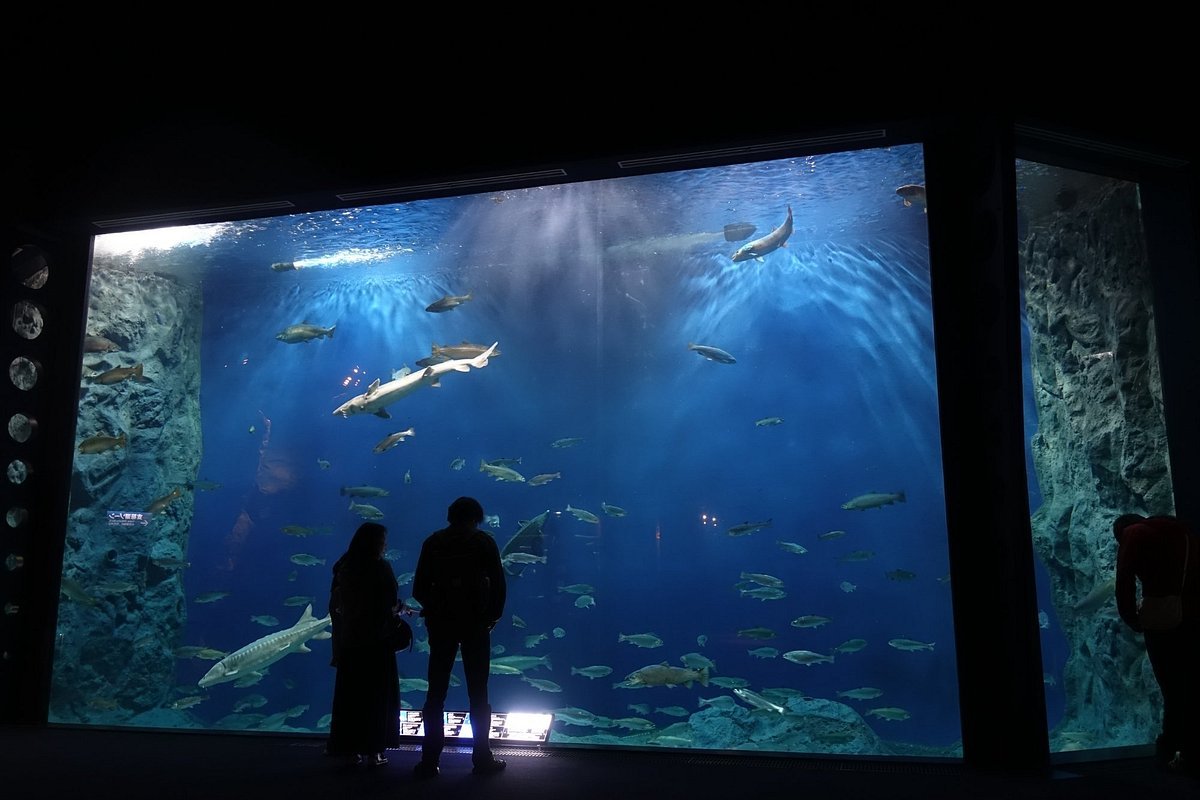 🐟 연어의 고향 치토세 수족관 (사케노 후루사토 치토세 스이조쿠칸)